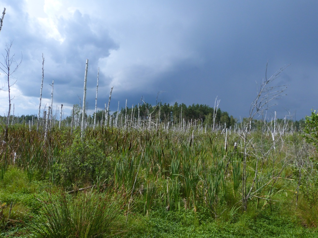 Mezotrophic bog of Somyne Swamps